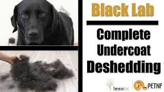 Black Lab | Full Undercoat Deshedding Tutorial