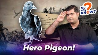 Pigeon Who Saved The American Soldiers During World War 1 | ISH News