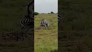 Mating #zebra