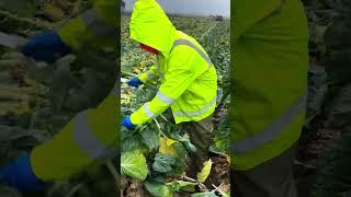 unknown vegetable tree cutting skill  #vegetables #fruit #tiktok #viral #shorts #trending #ff #news