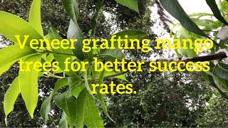 How to veneer graft mango trees @andrebaptiste