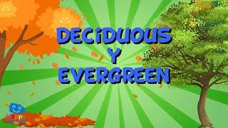 DECIDUOUS AND EVERGREEN LEAVES | Educational Video for Kids