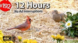 12 Hr. Uninterrupted Cat TV  Best of Compilation Song Birds & Squirrels No Ads @LensMyth