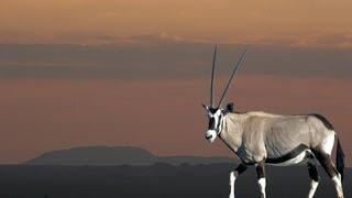 Hunting Oryx in Namibia with Blaser Safaris
