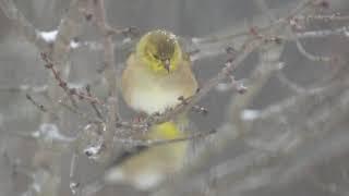 Relaxing Winter Birds set to Classical Music