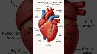 Human heart diagram #heart #parts of heart #viralshorts #youtubeshorts #trendingshorts #heartshape