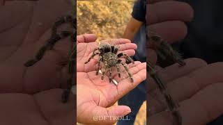 Nature's Amazing Animal Metamorphosis!