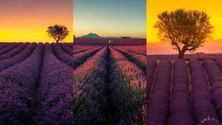 THE BUCKET SHOT!  - How I shot the Lavender Field in FRANCE