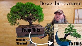 Evergreen Bonsai Improvement - Chinese Juniper - Greenwood Bonsai