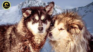 "The Ultimate Guide to ALASKAN MALAMUTE: Everything You Need to Know!"