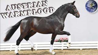 TOP Beautiful Austrian Warmblood Horse in the World!