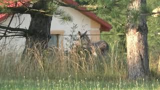 Osioł ma ruję, złapał kucyka -The donkey is in heat, he caught the pony