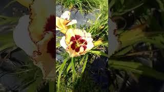 Liliowiec, Daylily Tiger Blood, 2022.09.28