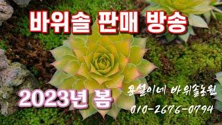 용설 바위솔 판매 택배주문 2023년봄(이곳을 눌러보세요)