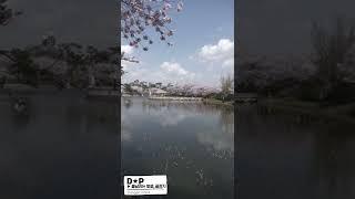 #Shorts | 면천골정지 | 골정지벚꽃 | 당진벚꽃명소 | awesome cherry blossoms