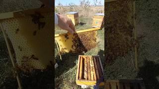 Hive Warre #пчеловодство #hive #honey #bee #мед #улей #варре #топ #золото #дача #соты #осень #пчелы