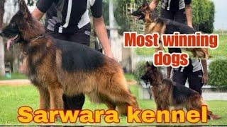 Sarwara kennel | A German shepherd kennel