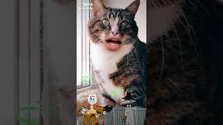 #cats что ты там ешь #топ кошка да я сам не знаю 