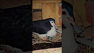 most beautiful fancy pigeon with baby  #viralvideo#trending #pigeon#fancybird #pigeonwings#kabootar