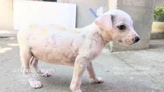 CUTE RESCUED PUPPY called "WAGGY"