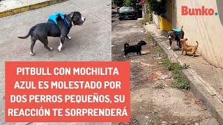 Pitbull con mochilita azul es molestado por 2 perros pequeños, su reacción te sorprenderá