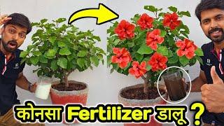 Use 3 Magical Fertilizer For Plants | Best Natural fertilizer for any plant