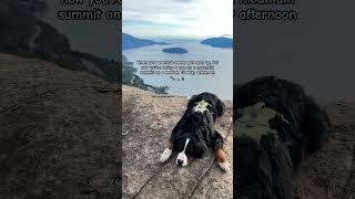 Oh how things can change ️️ #adventuredog #hikingdog #bernesemountaindog