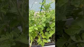 When I’m not posting content or working, this is my little joy watching my garden grow ￼