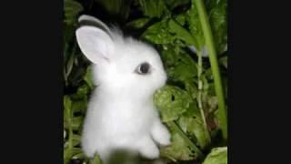 BB Bunny