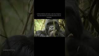 Facts about Gorillas, you didn't know #wildlife #animaldiversity #primates #zoology #africanwildlife