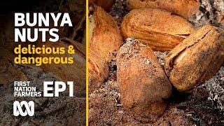 Bunya nuts: delicious, culturally important & dangerous  | First Nation Farmers Ep1 | ABC Australia