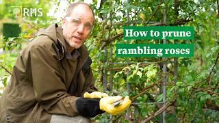 How to prune rambling roses | The RHS