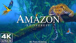 Amazon 4k - Relaxing Music With Beautiful Natural Landscape - Amazing Nature