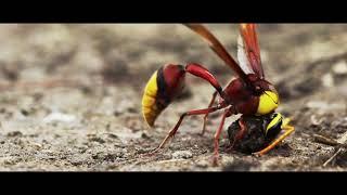 Potter Wasp on its duty to Moulding