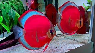 Blue Rim Red Cover Discus Fish | Most Beautiful Super Red Discus Aquarium