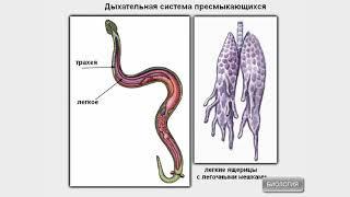 Строение пресмыкающихся