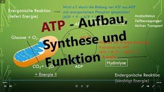 ATP [Adenosintriphosphat] - Aufbau, Synthese und Funktion [Biologie, Oberstufe]