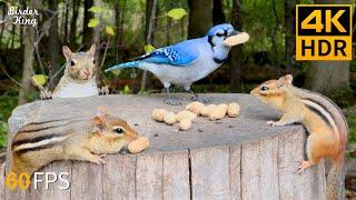 Cat TV for Cats to Watch  Running Chipmunks and Blue Jay Birds Squirrels  Cat Games 4K HDR