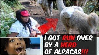 I GOT RUN OVER BY A HERD OF ALPACAS| STORYTIME + GRWM