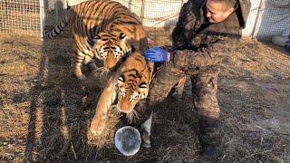 Суровый Сибирский футбол с Тиграми/playing siberian football with tigers