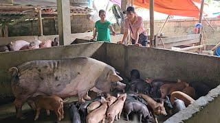 A sow gives birth to 14 cubs. Need to buy reputable pigs to avoid African cholera. ( Ep 278 )