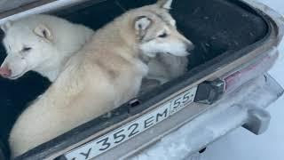 Поездка в сказочный Лес с ЗСЛ и ВОЛЭНДОМ. Зверя нет!!!