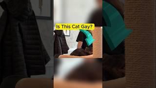 When Qoqsik Tries to Get Political with His Sleepy Cat. #qoqsik