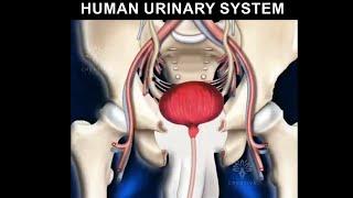 Human Urinary System animation video 3d | Formation of urine
