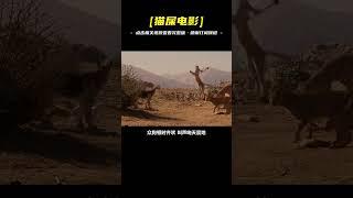 吉娃娃大軍你見過嗎？可以制造一場沙塵暴的那種！《富貴吉娃娃》