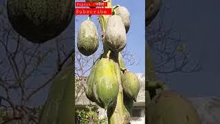 The first signs of the virus are yellowing and vein-clearing of younger leaves#subscribe #like@