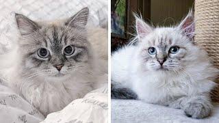 Siberian Kitten Growing Up | Cutest Moments Compilation