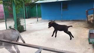 Играющий маленький ослик. Тайган. Крым. Playing donkey cub