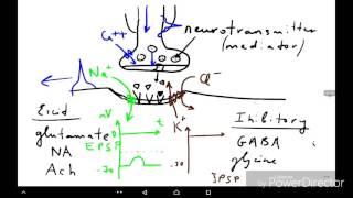 Physiology of synapses and nerves