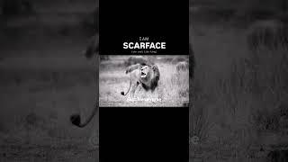 Scarface the Only King In Masai | AchieveVerse #scarface